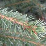 Picea omorika Hostoa