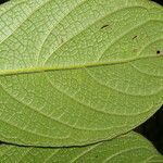 Heliotropium verdcourtii Leaf