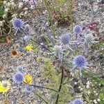 Eryngium planum অভ্যাস