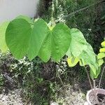 Bauhinia purpureaFuelha