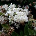 Ligustrum vulgare花