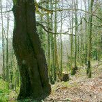 Fagus grandifolia Écorce