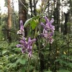 Aconitum septentrionale Çiçek