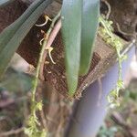 Rhipidoglossum longicalcar Flor