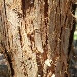 Sciadopitys verticillata Ekosanga