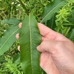 Salix eriocephala Blatt