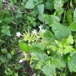 Plumbago zeylanica Кветка