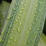 Phormium tenax Leaf