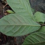 Treculia africana Folha