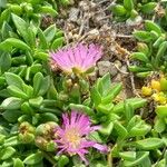 Delosperma sutherlandii Lorea