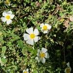 Cistus salviifoliusFiore