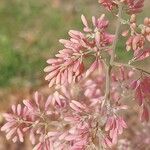 Macleaya microcarpa