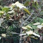 Dombeya reclinata 整株植物