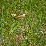 Carex caryophyllea Habit