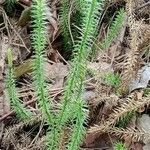 Lycopodium annotinum Лист