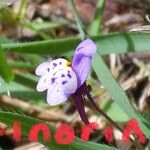 Linaria algarviana Flower