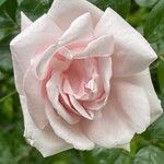 Rosa lucieae Fleur