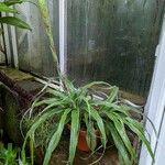 Pitcairnia bifrons Natur
