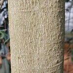 Agathis lanceolata 樹皮