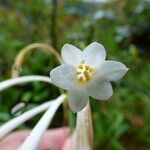 Cyrtanthus mackenii Flower