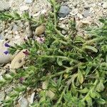 Echium arenarium Folha