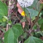 Melanthera nivea Flower