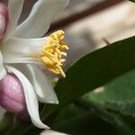 Citrus japonica Floare