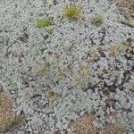 Raoulia australis Arall