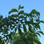 Ulmus rubra Агульны выгляд