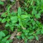 Stachys floridana Blad