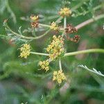 Cymopterus petraeus Flower