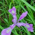 Iris tenax Blüte