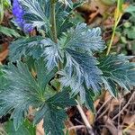Aconitum variegatum Hoja
