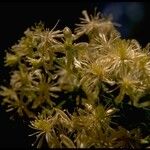 Clematis ligusticifolia 花