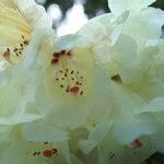 Rhododendron macabeanum Çiçek