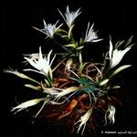 Pancratium illyricum 整株植物