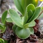 Primula auricula Leaf