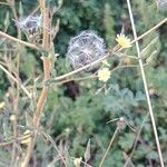 Lactuca serriola Fruto