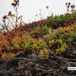 Saxifraga tricuspidata অন্যান্য