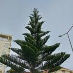 Araucaria heterophyllaFrunză