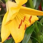 Lilium candidum Other