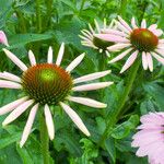 Echinacea purpurea ফুল