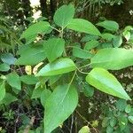 Aristotelia chilensis autre