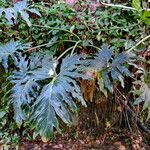 Philodendron bipinnatifidum Habit
