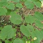 Tilia x europaea Blad