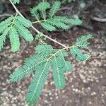 Albizia brevifolia Leaf