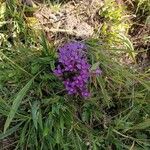 Gentianella campestris Квітка