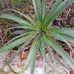 Bromelia pinguin Habitus