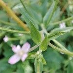 Epilobium roseum Lehti