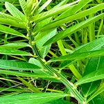 Crotalaria juncea Blatt